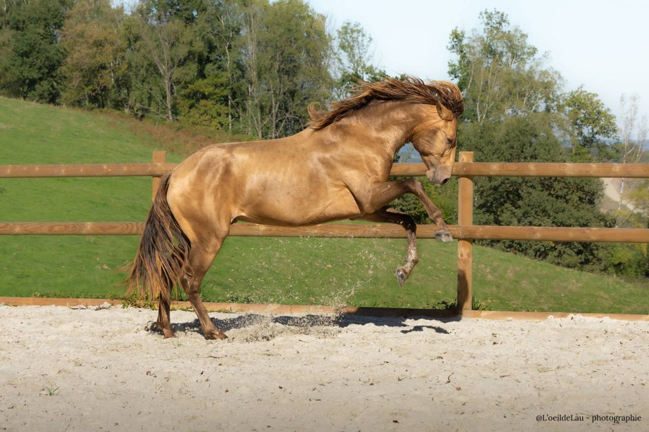 Etalon Lusitanien, Double pearl