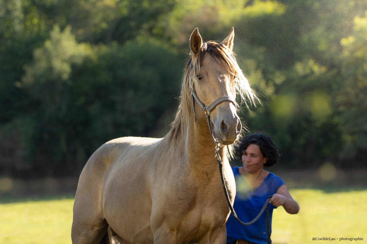 Etalon Lusitanien, Double pearl