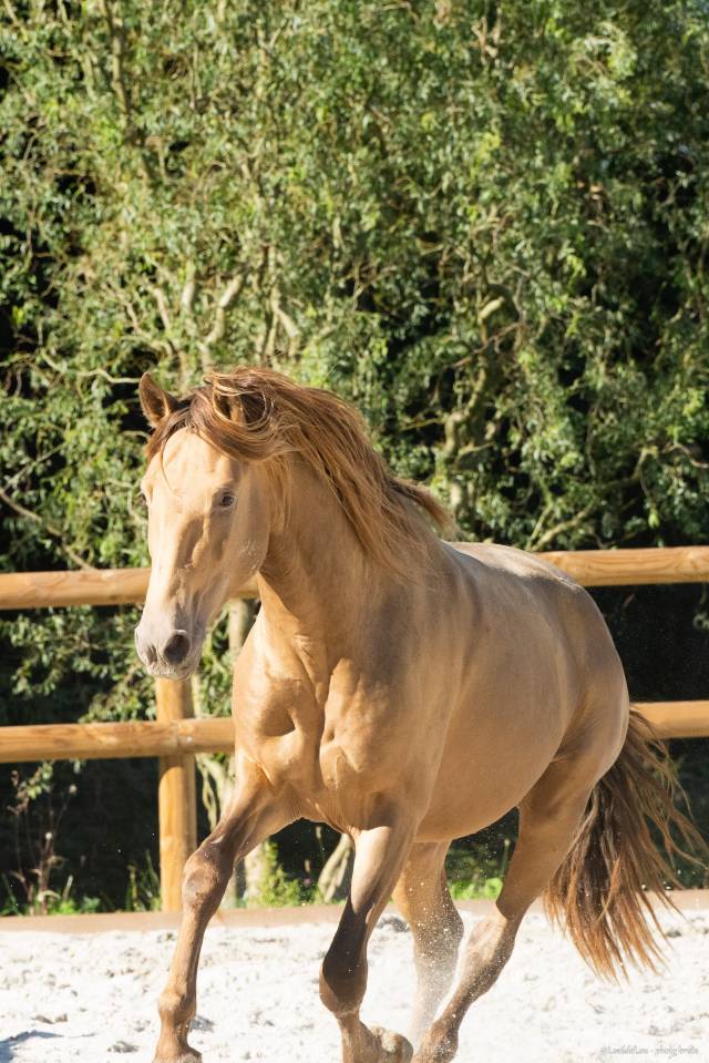 Etalon Lusitanien, Double pearl