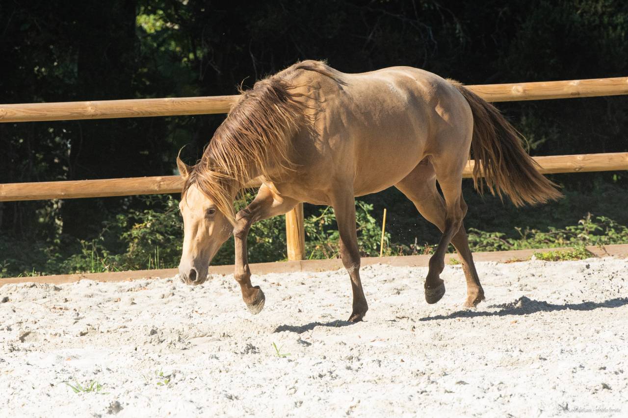 Etalon Lusitanien, Double pearl