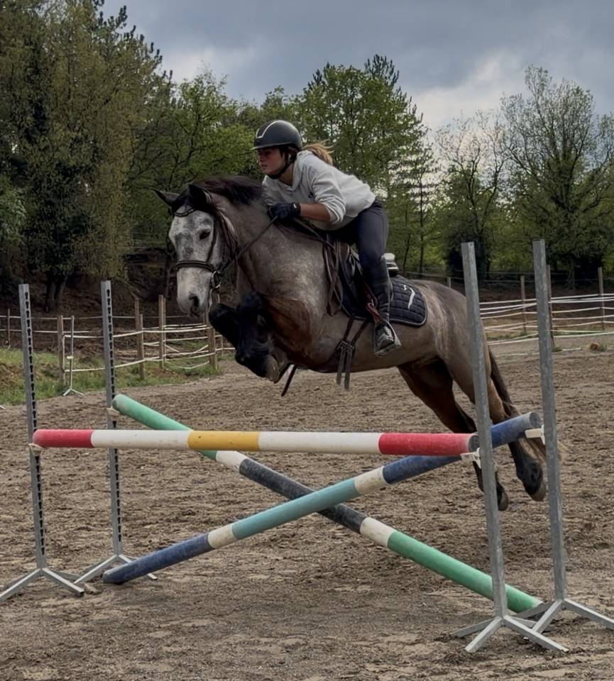 Poney connemara 5 ans 