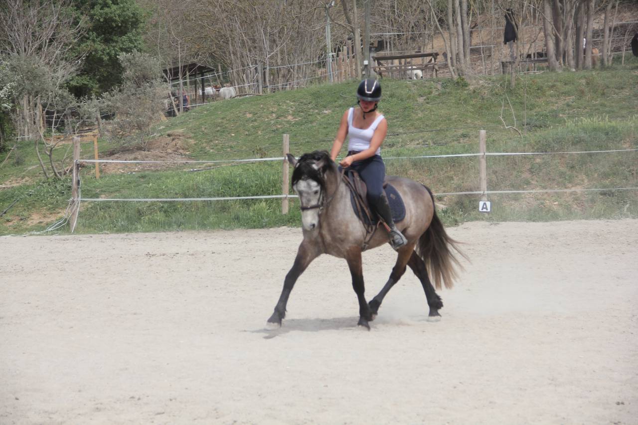 Poney connemara 5 ans 