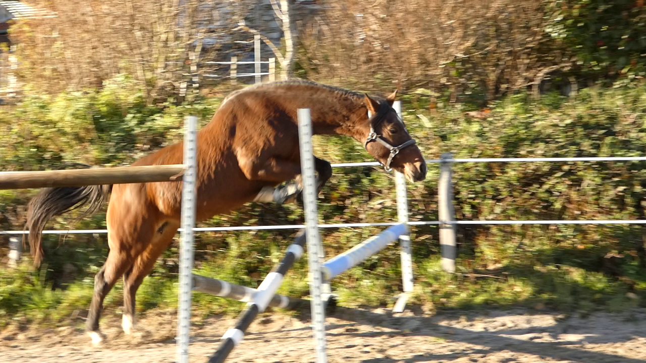 Jument Welsh K 6 ans