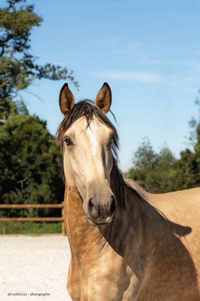 Etalon Lusitanien isabelle