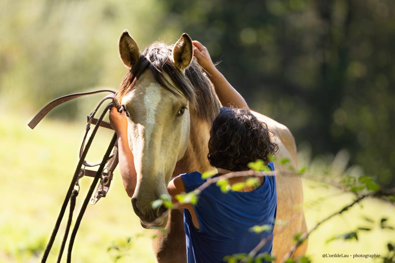 Etalon Lusitanien isabelle