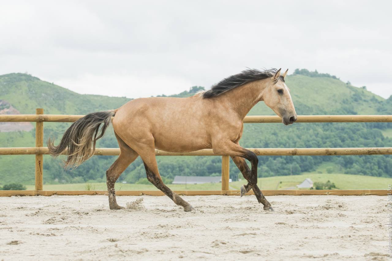 Etalon Lusitanien isabelle