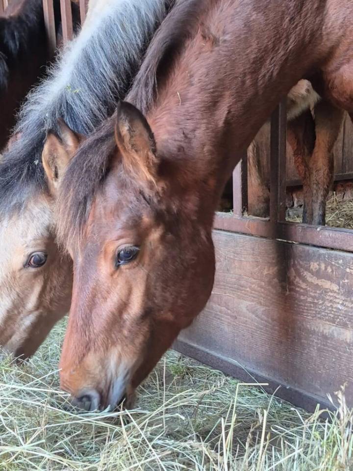 &Agrave; vendre &ndash; Poulain Franche-Montagne OC &ndash; Futur cheval d