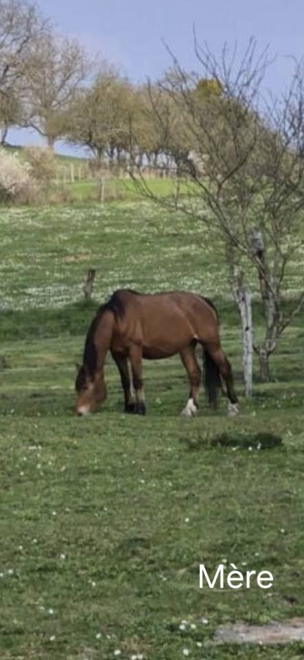 &Agrave; vendre &ndash; Poulain Franche-Montagne OC &ndash; Futur cheval d