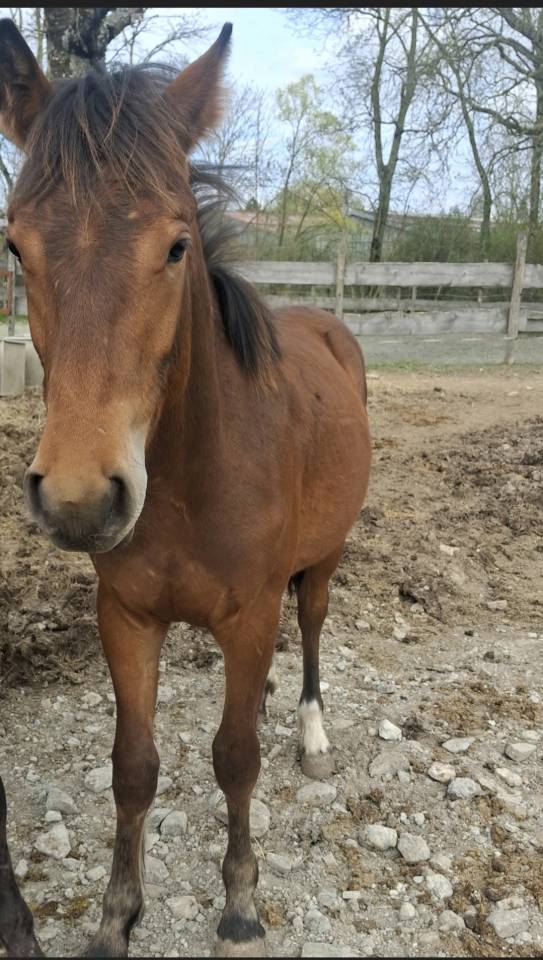 &Agrave; vendre &ndash; Poulain Franche-Montagne OC &ndash; Futur cheval d