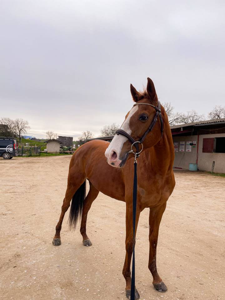 Jument pur sang 10 ans &agrave; remettre au travail