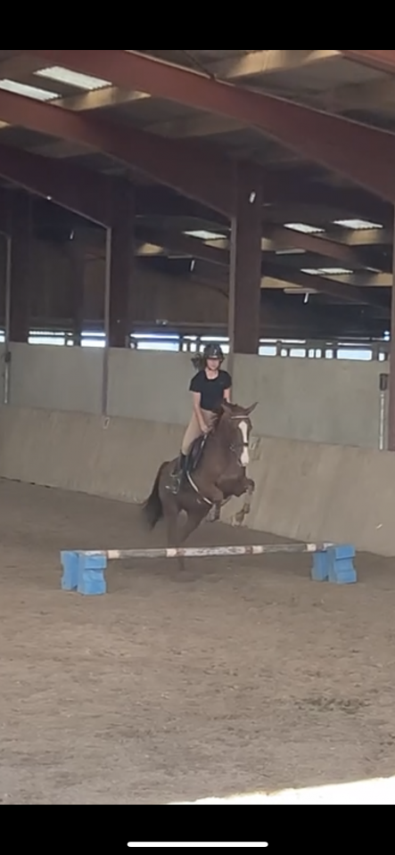 Jument pur sang 10 ans &agrave; remettre au travail