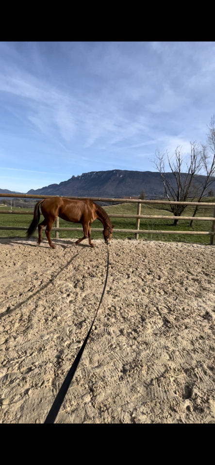 Jument pur sang 10 ans &agrave; remettre au travail