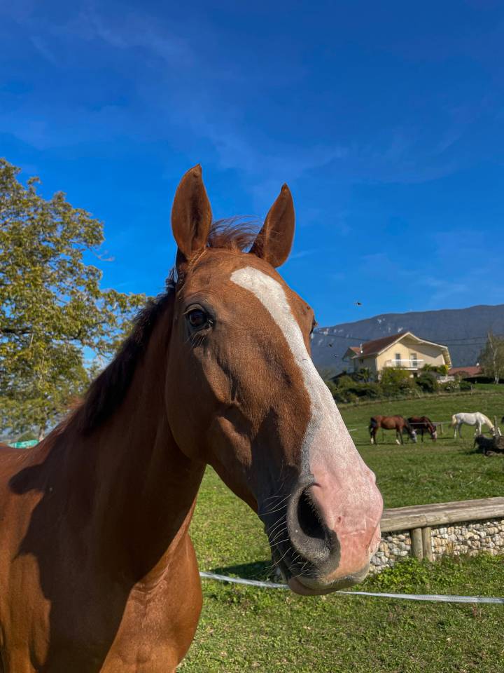 Jument pur sang 10 ans &agrave; remettre au travail