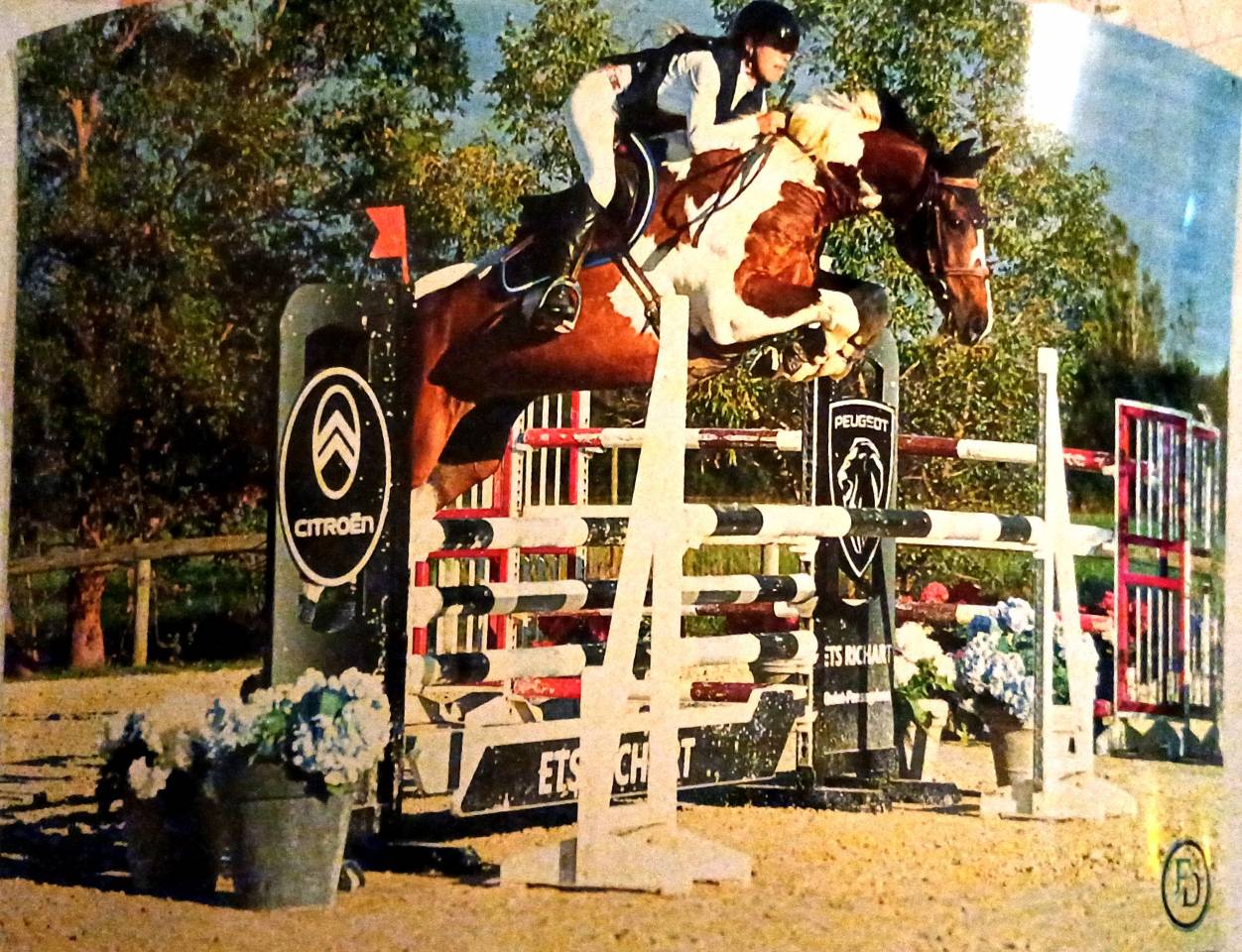 Cheval de sport - Hongre de 9 ans