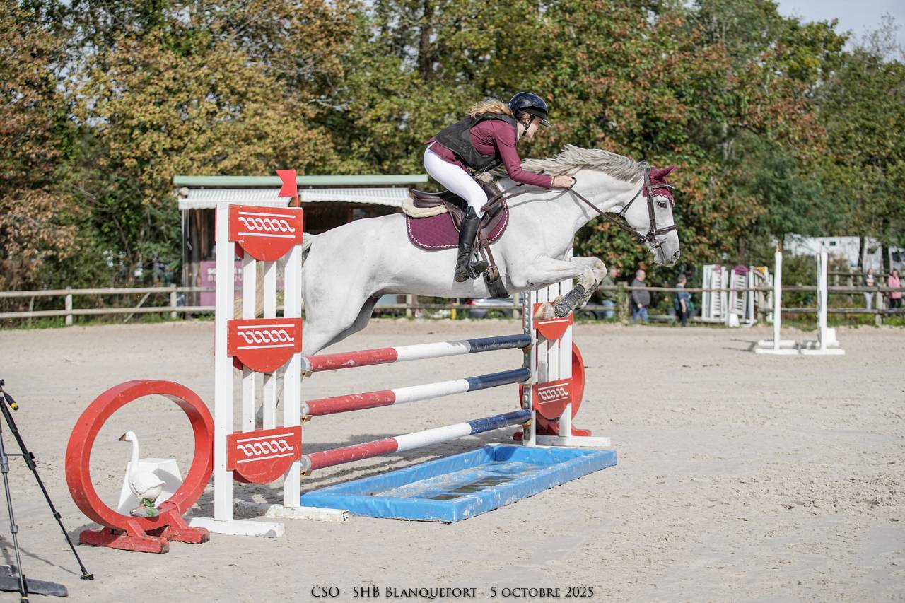 Hongre Anglo Arabe 9 ans