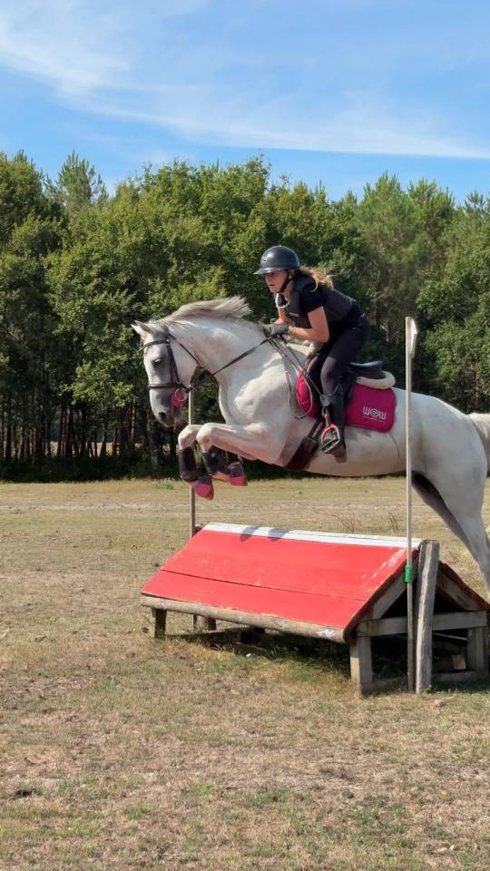 Hongre Anglo Arabe 9 ans