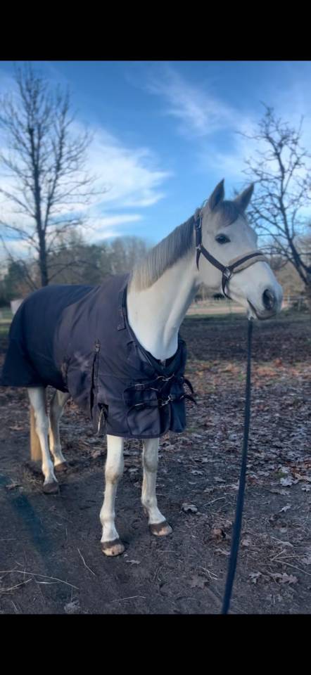 Hongre Anglo Arabe 9 ans