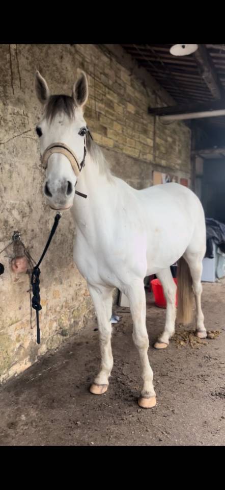 Hongre Anglo Arabe 9 ans