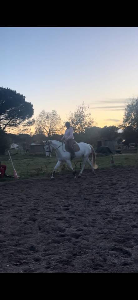 Hongre Anglo Arabe 9 ans