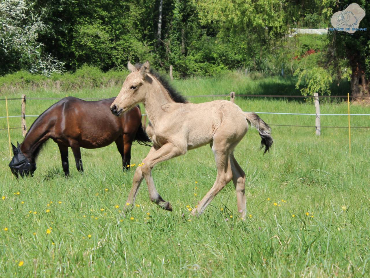 Pouliche Connemara PP isabelle