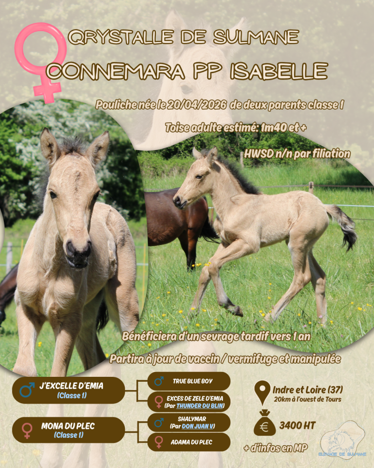 Pouliche Connemara PP isabelle