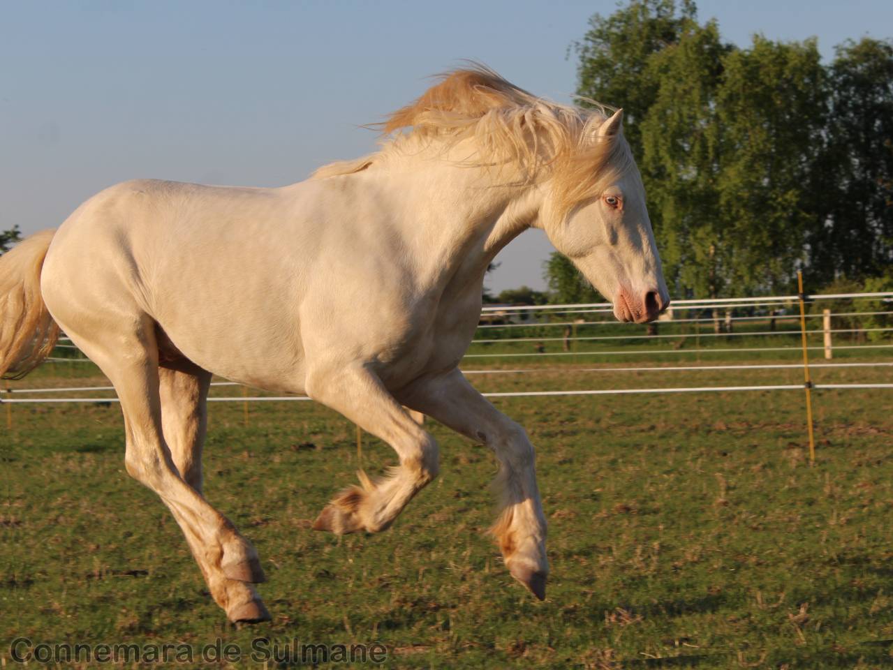 Pouliche Connemara PP isabelle