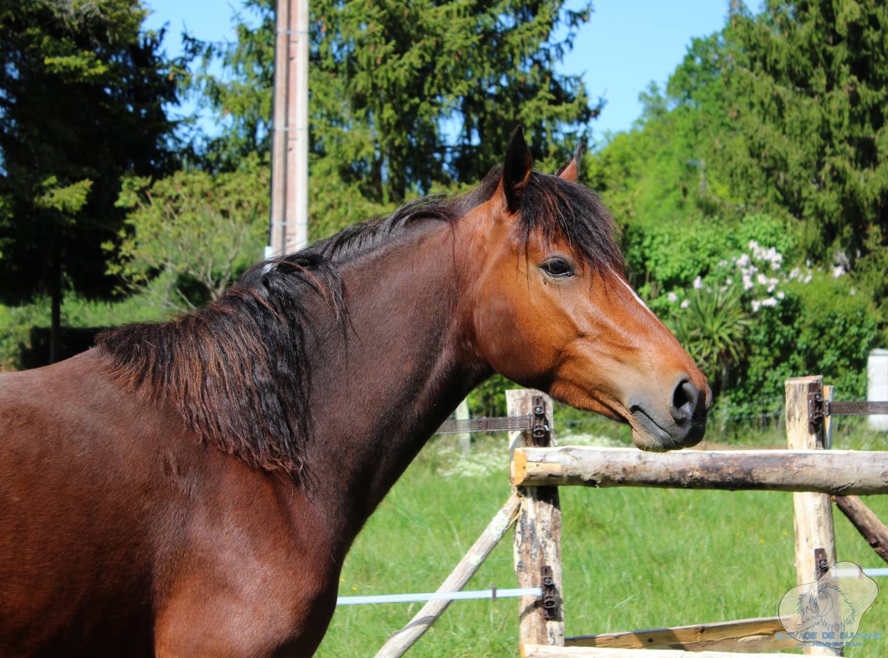 Pouliche Connemara PP isabelle