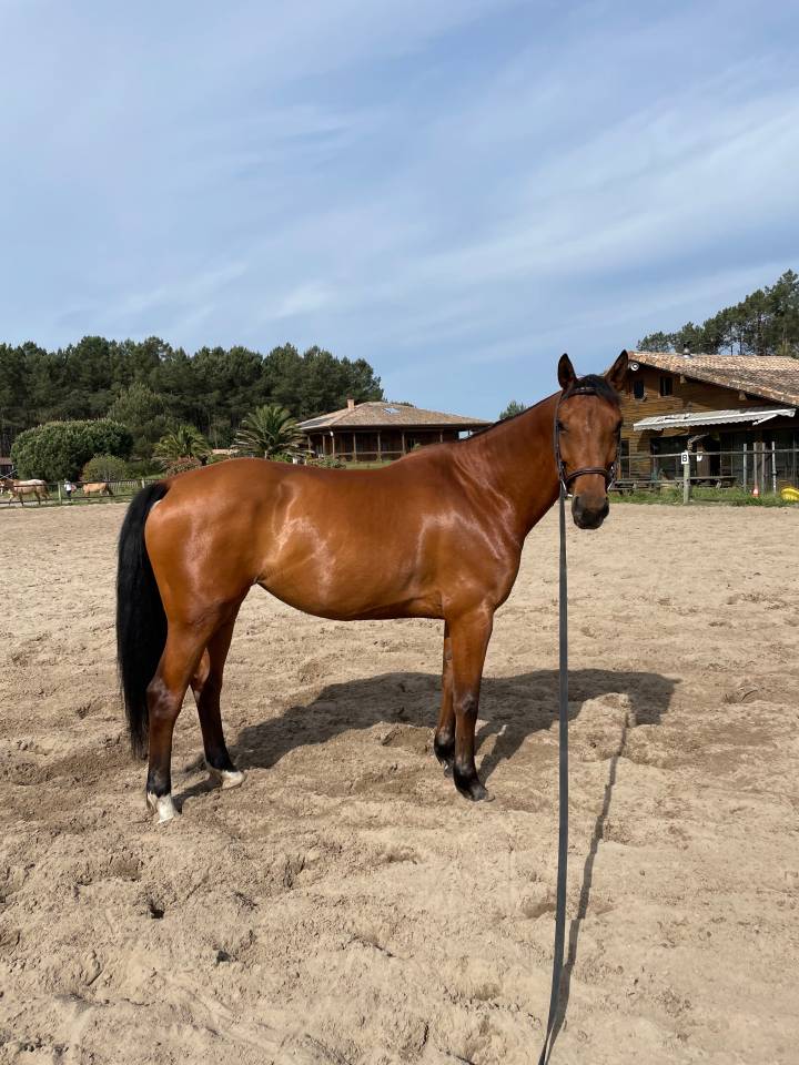 Helexir d'euskadi 9 ans