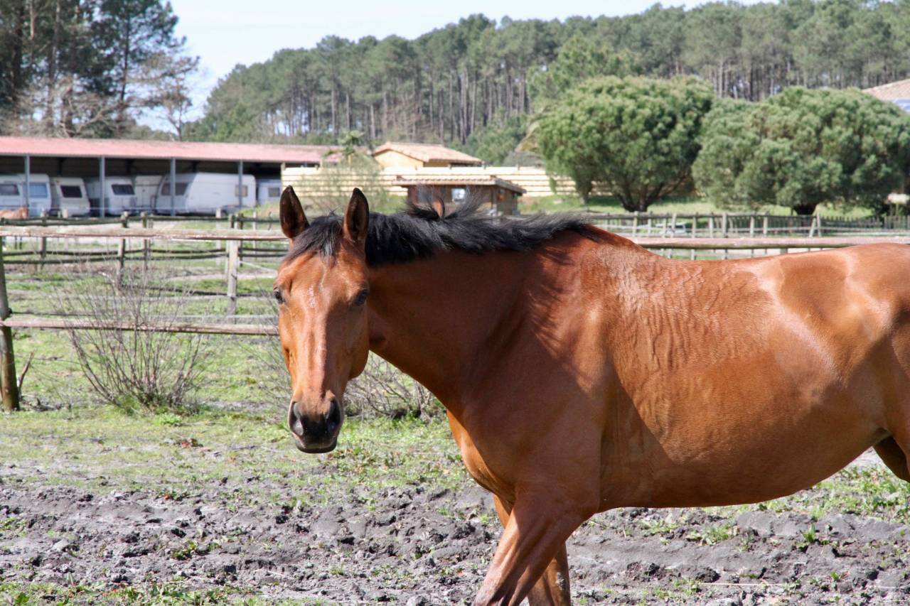 Helexir d'euskadi 9 ans
