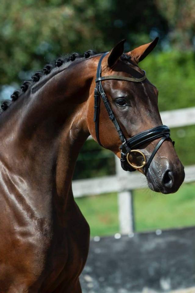 Jument - KWPN - 7 ans - Dressage - France