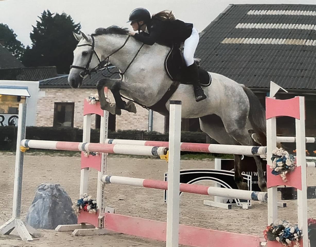 A vendre - Jument Zangersheide - 10 ans 