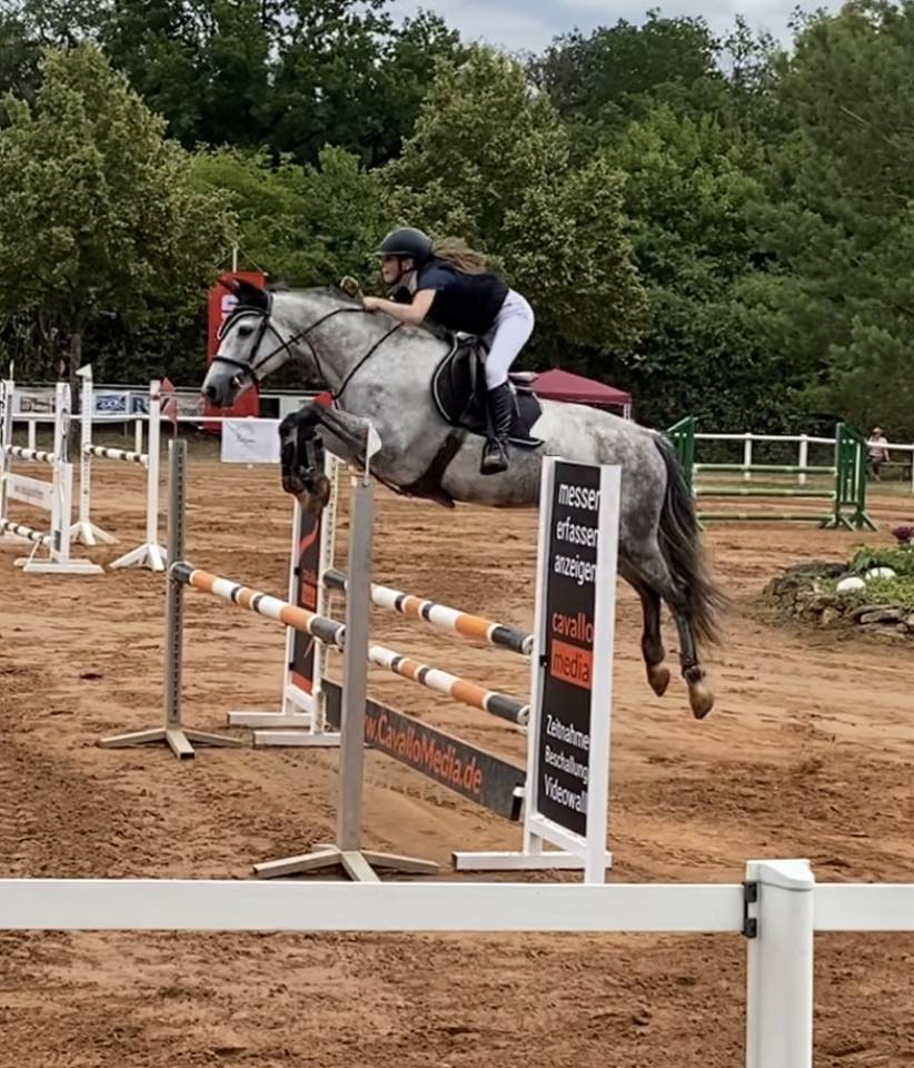 A vendre - Jument Zangersheide - 10 ans 