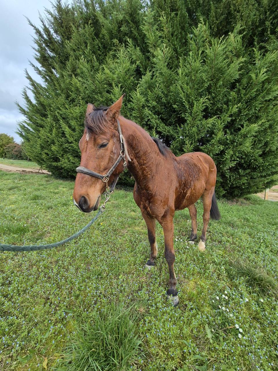 Hongre Selle Fran&ccedil;ais 10ans