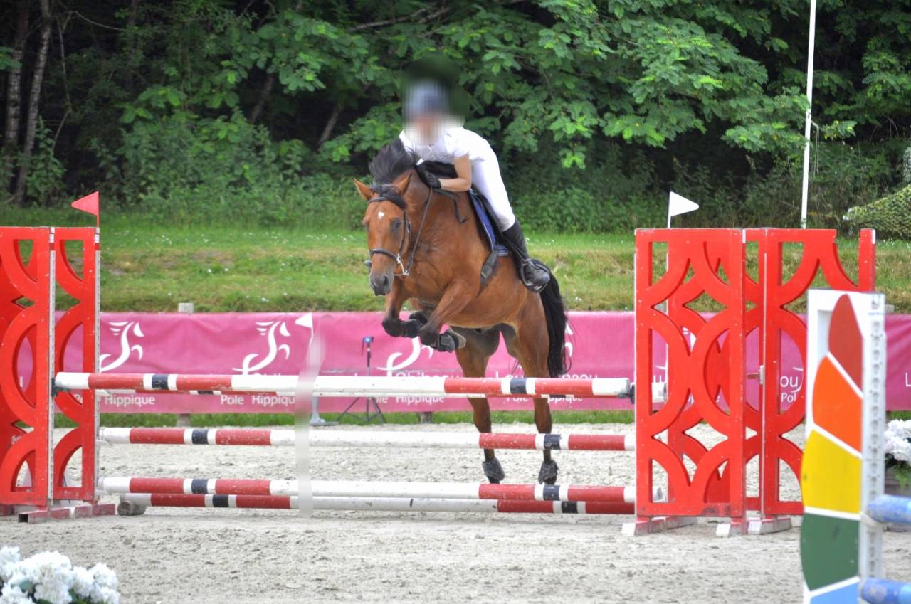 Hongre Selle Fran&ccedil;ais 10ans