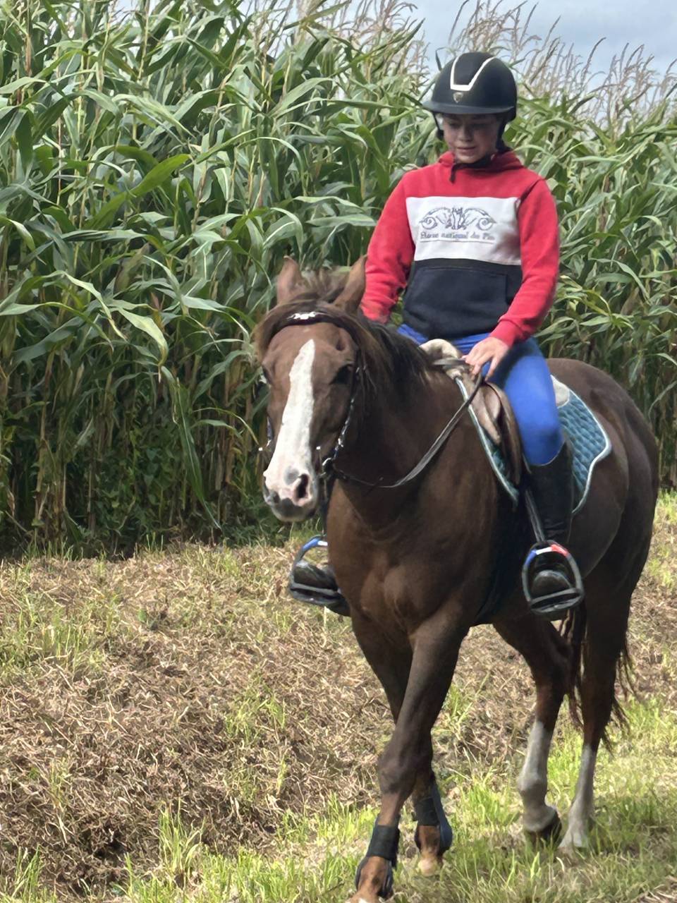 Jument PS loisir randonn&eacute;e 