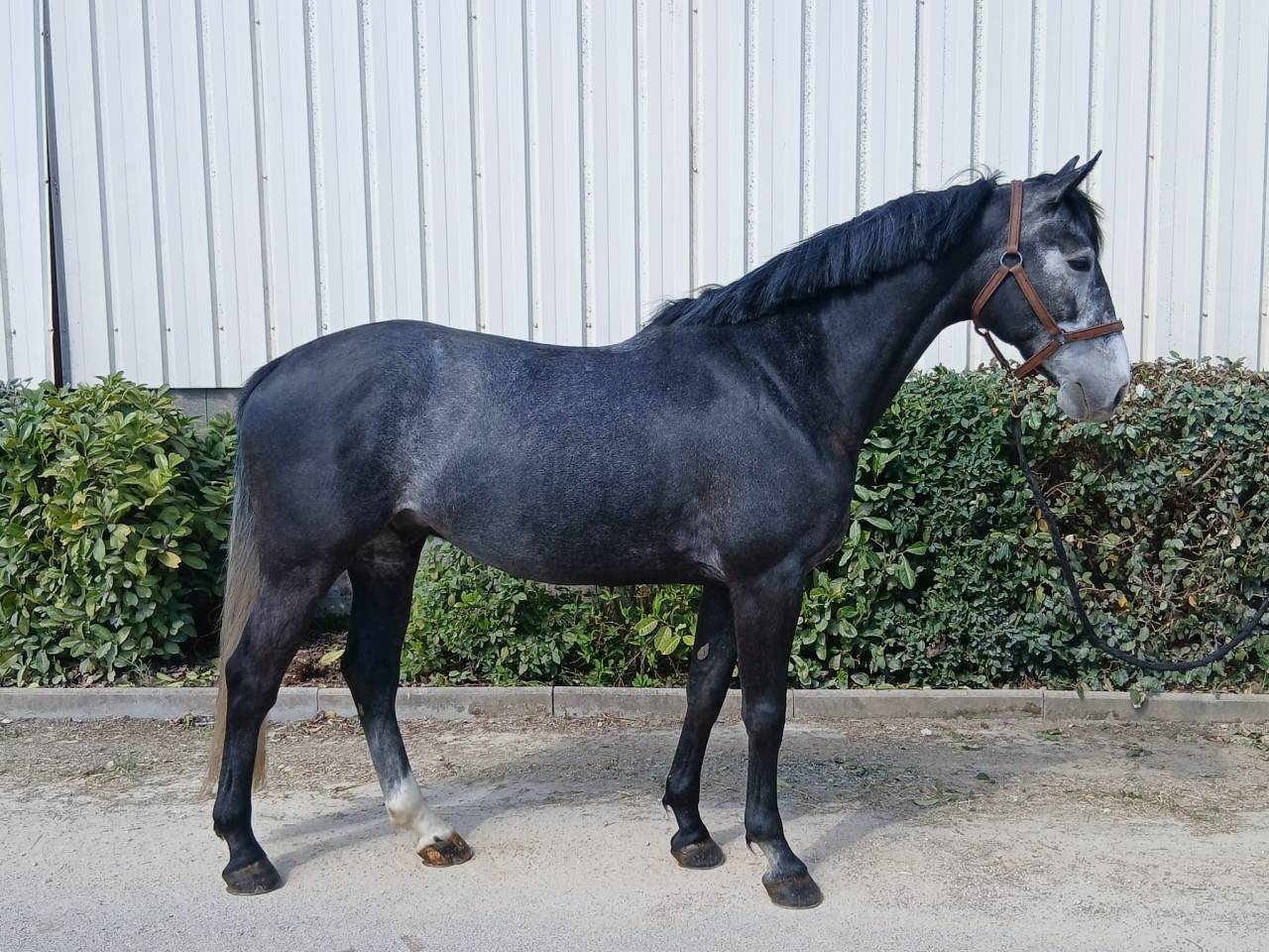 Splendide hongre 6 ans