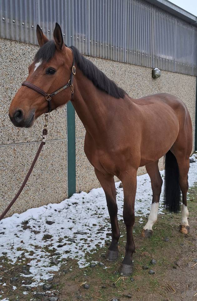 Hongre 6 ans Ducati Van shuttershoff x Quasimodo Z