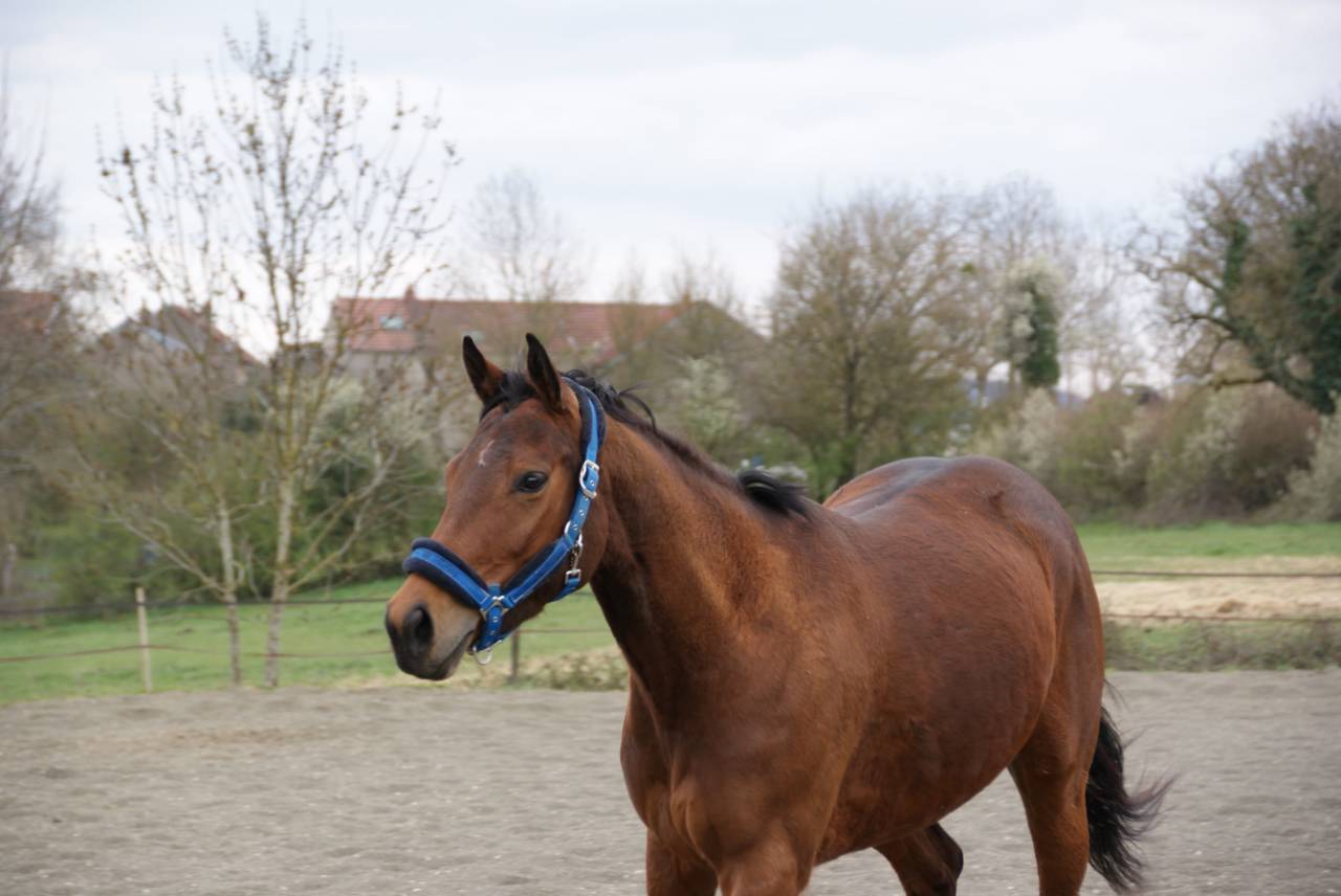 Vends jument PS 11 ans 