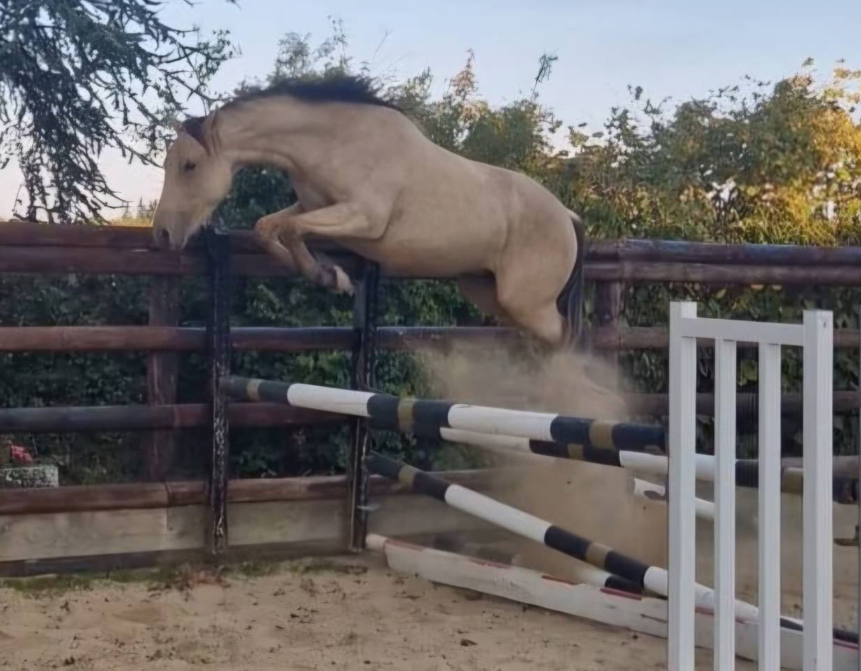 Hongre PFS 3 ans 1m46 gros potentiel CSO