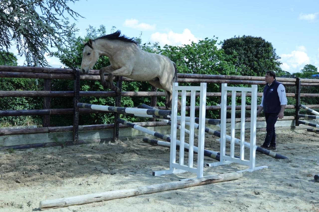 Hongre PFS 3 ans 1m46 gros potentiel CSO