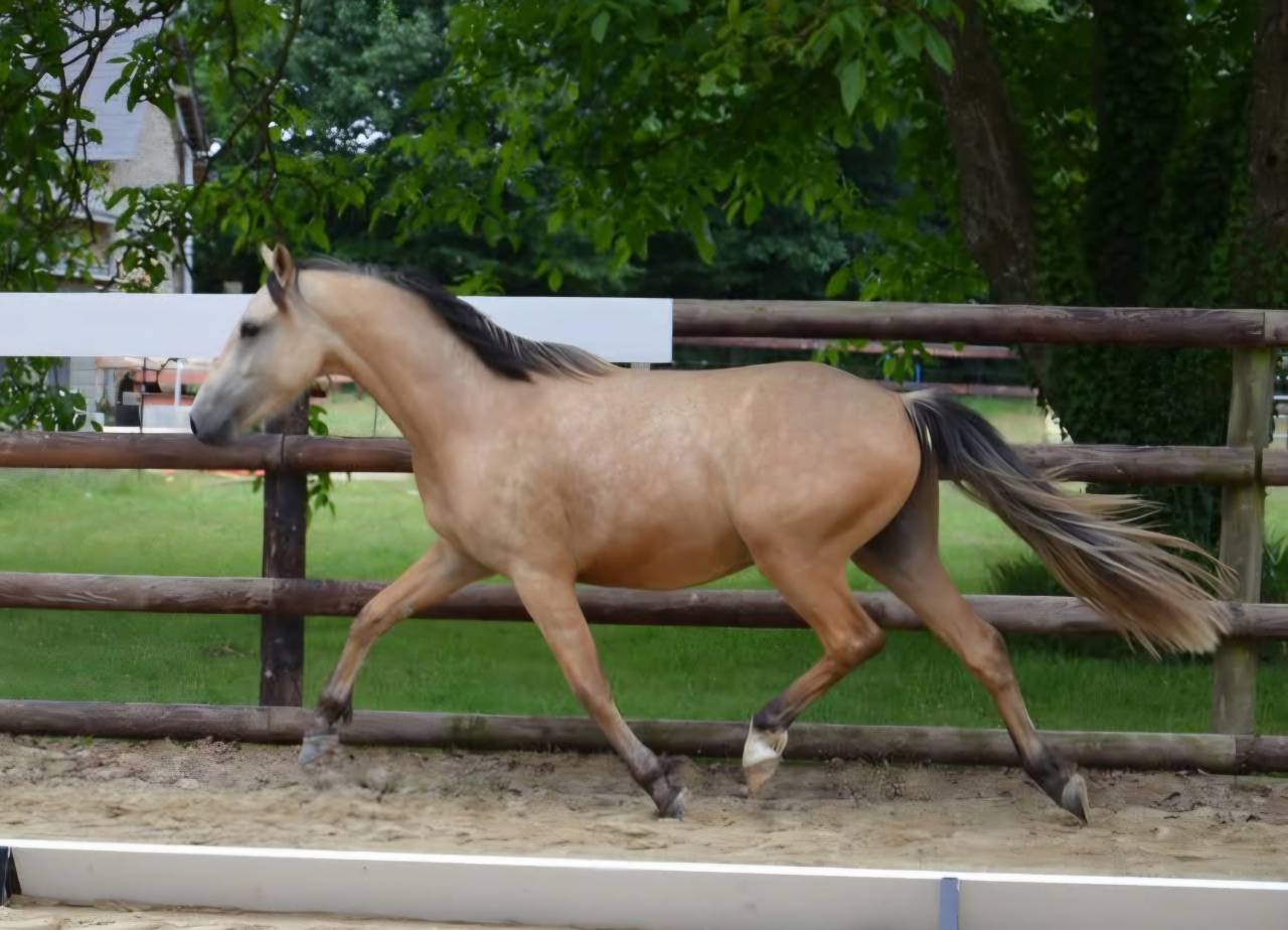 Hongre PFS 3 ans 1m46 gros potentiel CSO