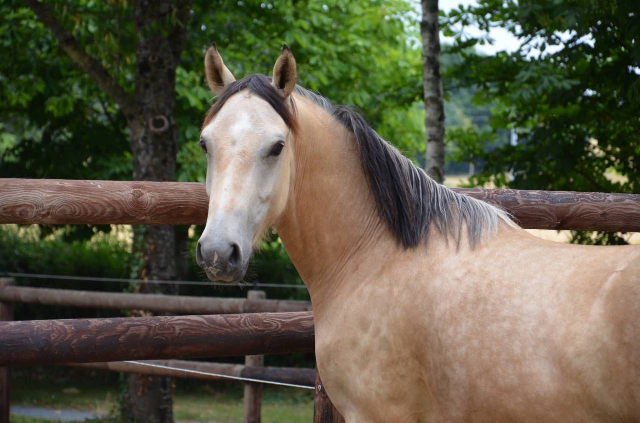 Hongre PFS 3 ans 1m46 gros potentiel CSO