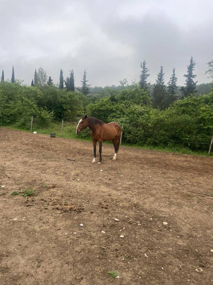 Lusitanien hongre de 17 ans