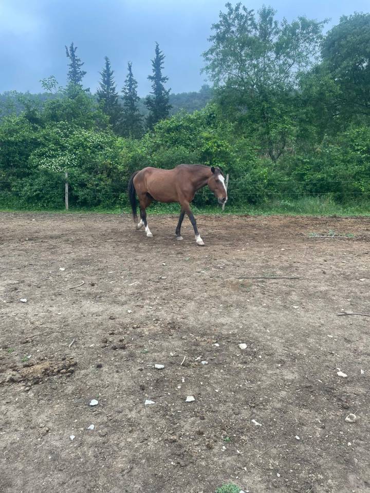 Lusitanien hongre de 17 ans