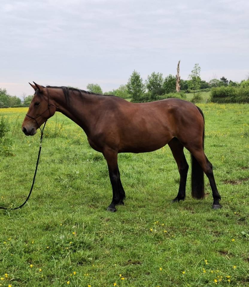 Jument Selle Fran&ccedil;ais 6 ans