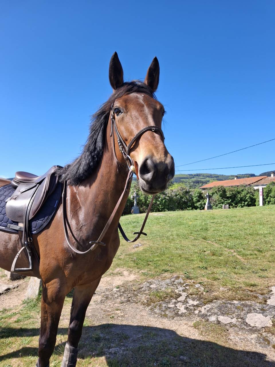 Jument Selle Fran&ccedil;ais 6 ans