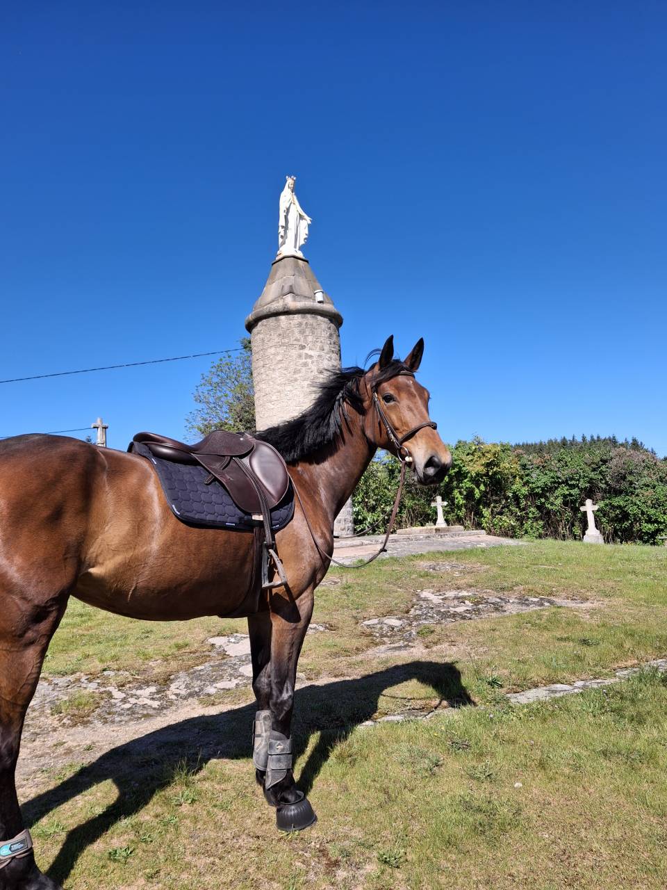 Jument Selle Fran&ccedil;ais 6 ans