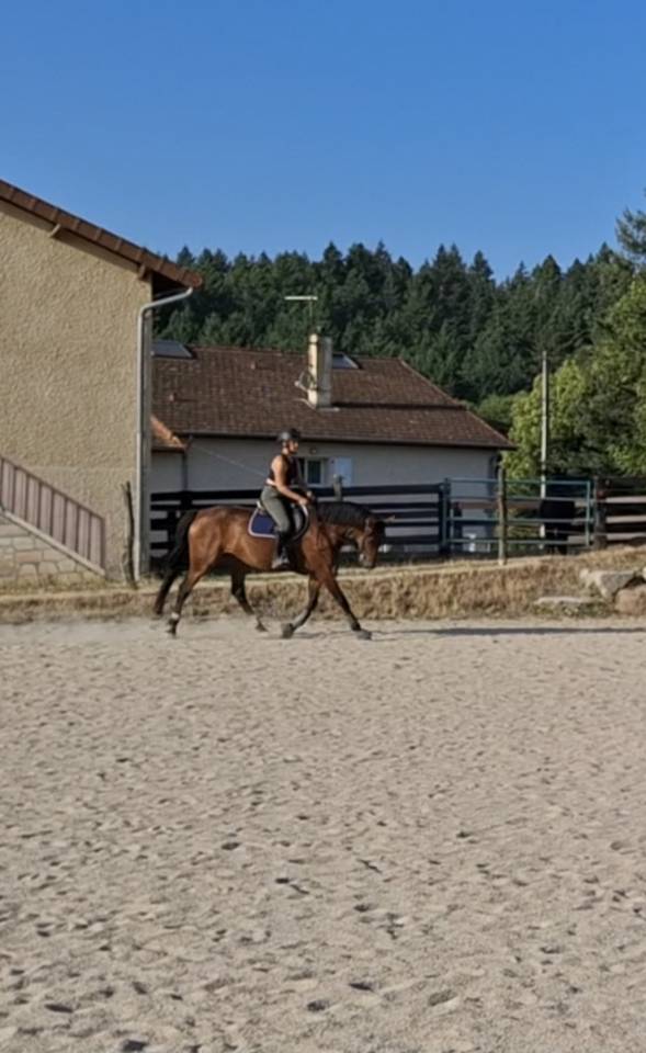 Jument Selle Fran&ccedil;ais 6 ans