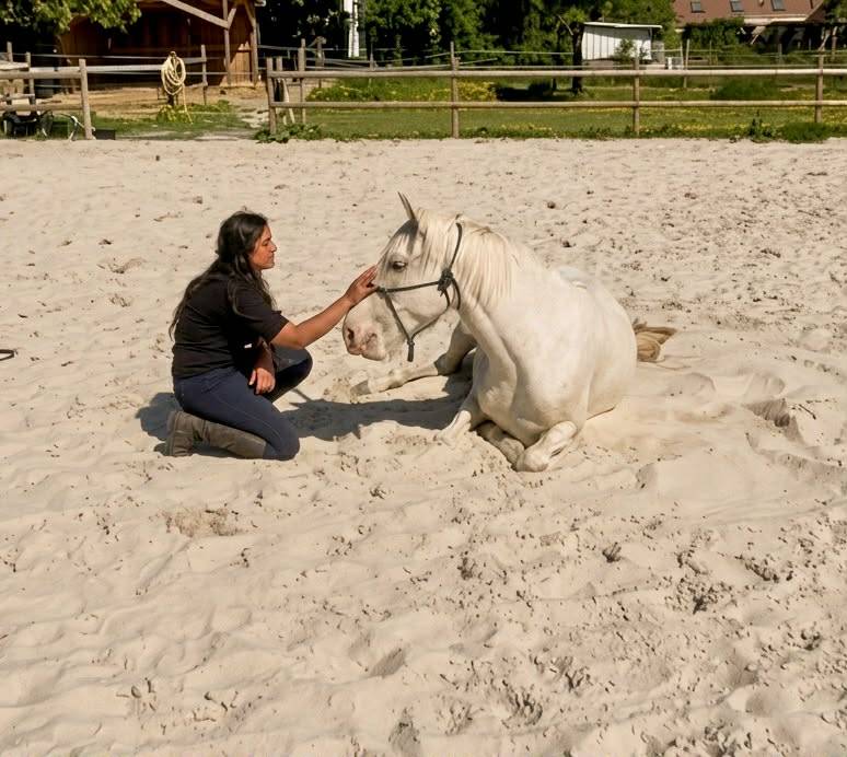 Jument lusitanienne - PSL