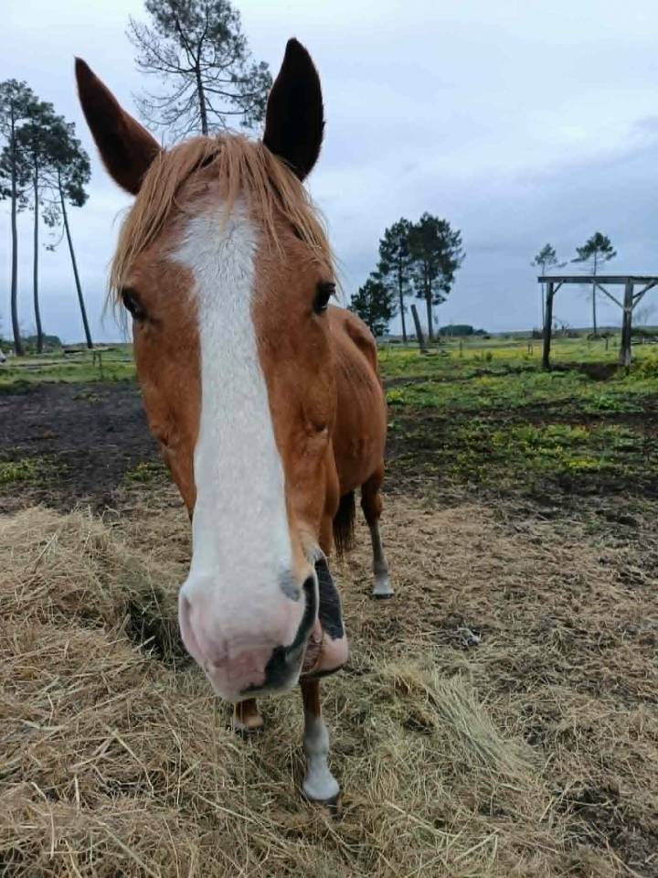 A vendre pour pr&eacute; retraite